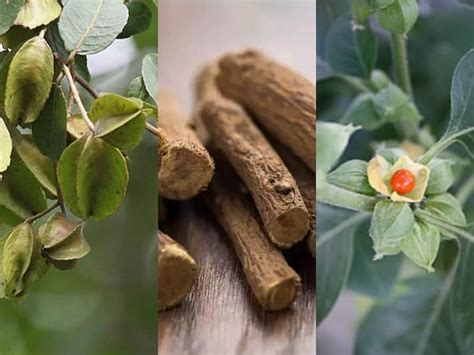 Ashwagandha Mulethi Arjuna Benefits अश्वगंधा मुलेठी अर्जुन की छाल