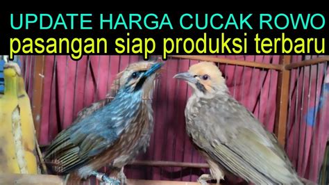 UPDATE HARGA BURUNG CUCAK ROWO PASANGAN PRODUKSIAN TERBARU 2024 DI