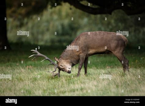 Red Deer Cervus Elaphus Stag During Rut Thrashing Through Grass