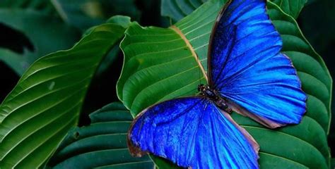 Mariposa Morfo: vuelo azul en el trópico mexicano - México Desconocido