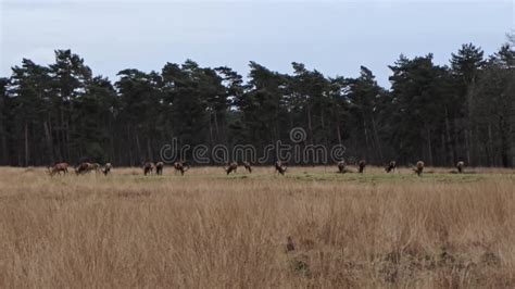 A Large Group Of Red Deer Is Grazing Along The Edge Of The Forest Stock