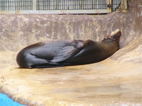 The Online Zoo - California Sea Lion