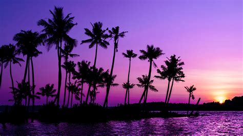 Download Wallpaper 1920x1080 Palm Trees Silhouette Sunset Purple