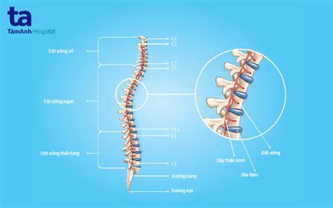 Cột sống có bao nhiêu đốt Cấu tạo và vai trò của xương sống