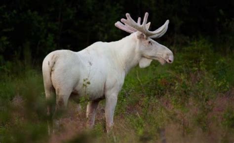 Albino moose, Albino animals, Rare animals