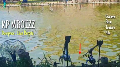 KOLAM PANCING MBOIZZ MANCING HARIAN GRESIK YouTube