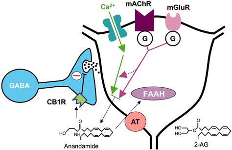 Endocannabinoids Getting The Message Across Pnas