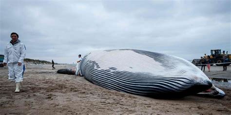 Une baleine de 18 mètres séchoue sur la côte belge