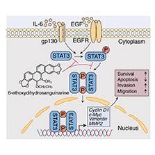 The Direct Stat Inhibitor Ethoxydihydrosanguinarine Exhibits