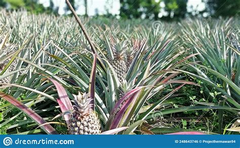 The Pineapple Plantation Pineapple Is A Fruits That Have Sweet And