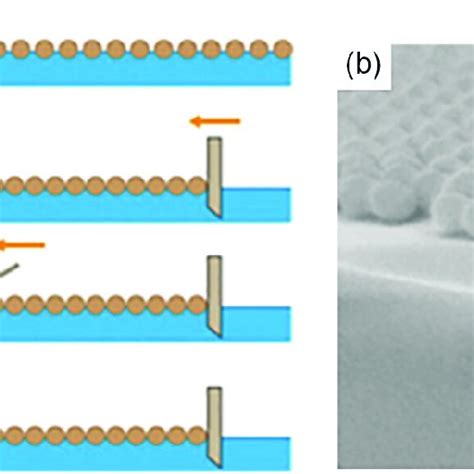 Schematic Diagram Of The Colloidal Selfassembly Procedure At