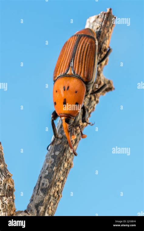 A Red Palm Weevil Rhynchophorus Ferrugineus Resting On A Dry Twig In