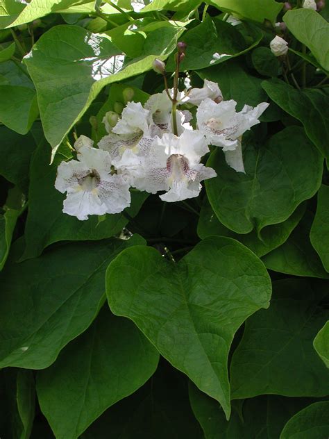 bignoniaceae tree 5