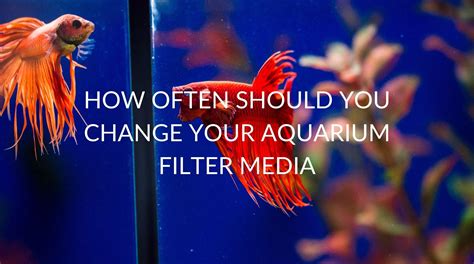 How Often Should You Change Your Aquarium Filter Media