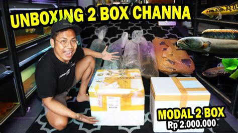 Unboxing Modal Rp Dapat Ekor Ikan Channa Dapat Apa