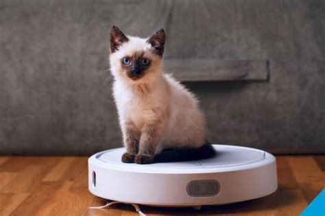 5 Best Robot Vacuums For Pet Hair In Australia For 2025