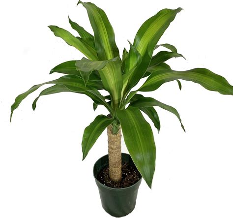 Dracaena Mass Cane Live Plant In A Inch Pot Dracaena Fragrans