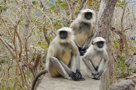 Graue Languren Hanuman Langur Kostenloses Foto Auf Pixabay