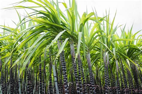 Sugarcane Plant How To Plant Grow And Care For Sugarcane Gardeners