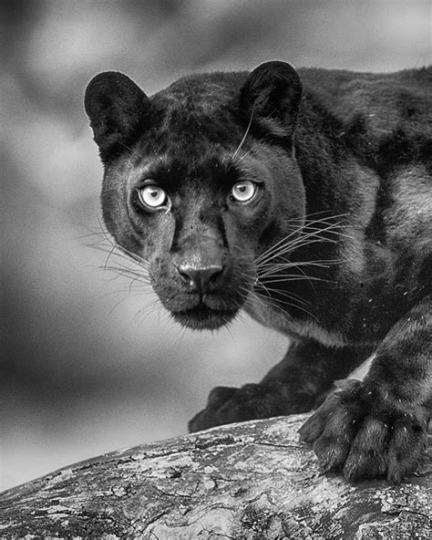 Black Panther A Leopard I Believe With A Gorgeous Face And Riveting