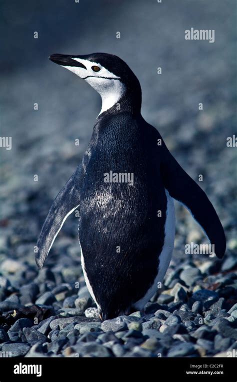 A Black And White Chinstrap Penguin Standing Tall On A Gravel Beach