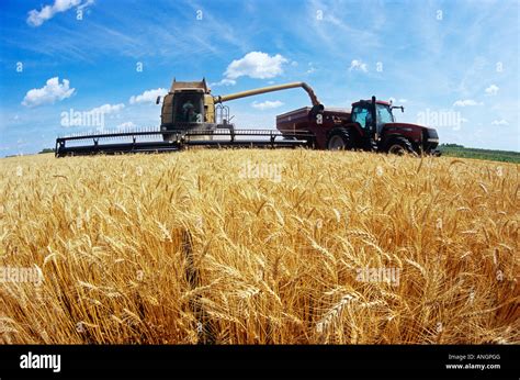 Winter wheat harvest near oakbank hi-res stock photography and images - Alamy