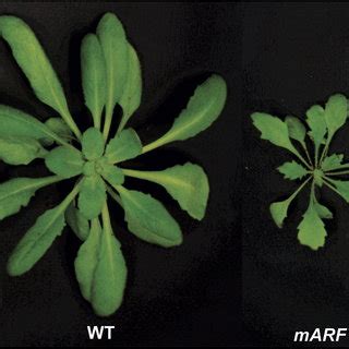 Comparison Of Rosette Leaf Morphology Between Wild Type Wt And Marf