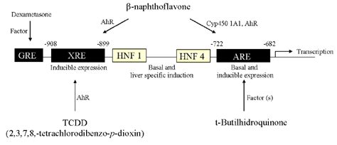 Schematic Representation Of Cis Acting Elements Involved In The