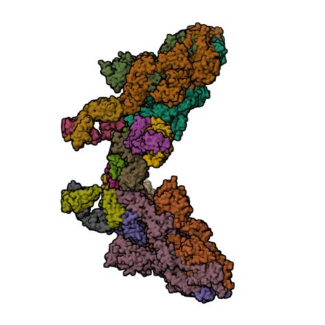 RCSB PDB 8ZC6 SARS CoV 2 Omicron BA 4 Spike Trimer 6P In Complex