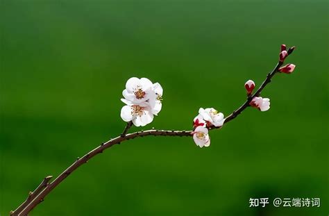 二十首杏花的诗词，春风拂面，杏花满头，在诗词中邂逅最美的杏花 知乎