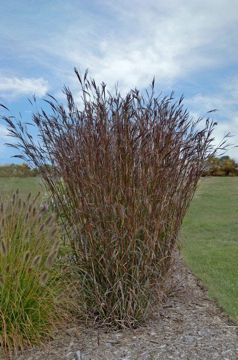 Andropogon Indian Warrior Big Bluestem Turkey Foot Ornamental