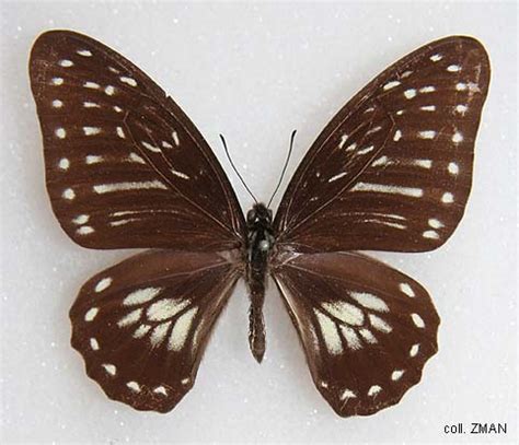 Papua Insects Foundation Lepidoptera Papilionidae Graphium Thule