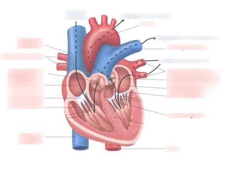 Coeur Diagram Quizlet