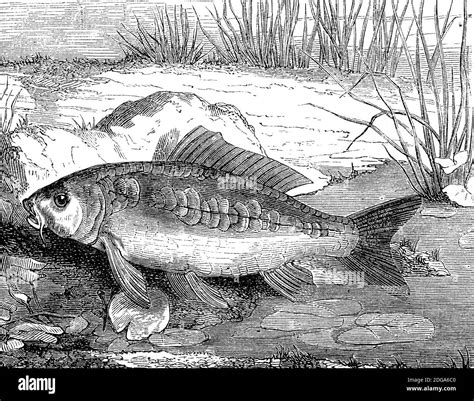 Specularis Black and White Stock Photos & Images - Alamy