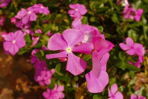 Journeys across Karnataka: flora of Nagarjunakonda