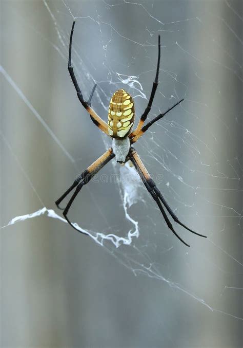 Captura Vertical De Uma Aranha Do Mato Laranja Tecendo Uma Teia Foto De