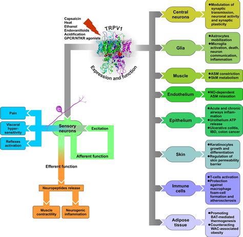 Frontiers Beyond Neuronal Heat Sensing Diversity Of Trpv1 Heat