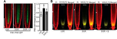 Figure From Flavonols Mediate Root Phototropism And Growth Through