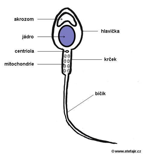 Spermie vývoj a stavba Medicína nemoci studium na 1 LF UK