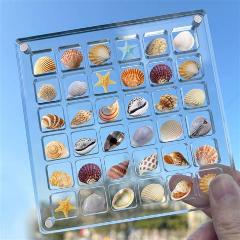 Amazon Acrylic Magnetic Seashell Display Box Grids Clear Acrylic