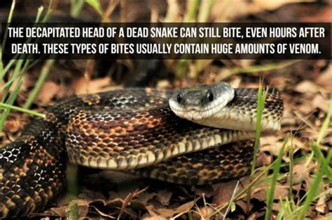 Slithering Facts About Snakes 20 PICS Izismile