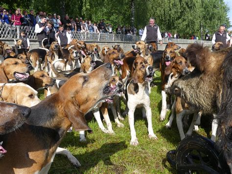 En Meute Association Des Utilisateurs De Chiens Courants En Meute