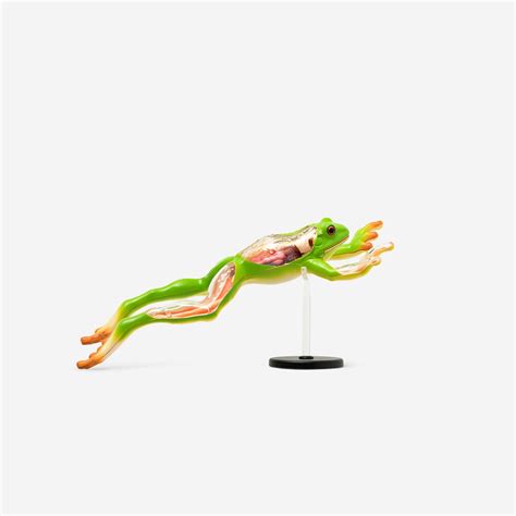 3D anatomic model. Frog €0| Flying Tiger Copenhagen