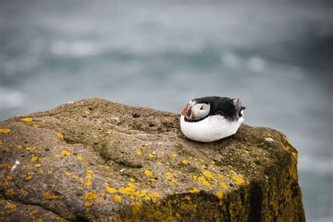 Atlantic Puffin Stock Image Image Of Black Fratercula 162742883