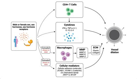 Sex Differences In Vascular Dilation Potential Pathways Of Interest