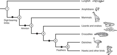 Ap Biology Practice Test 15