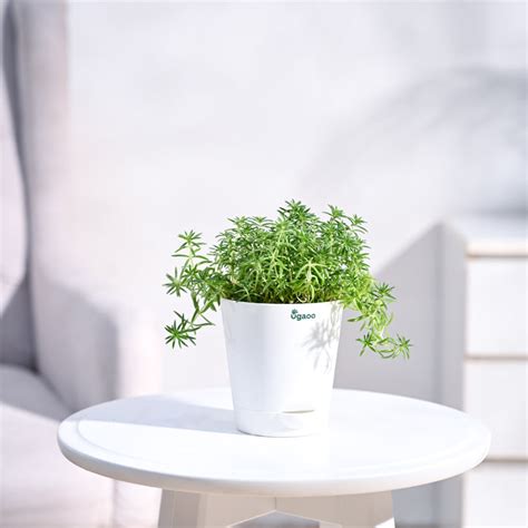 Buy Golden Sedum Plant Ugaoo