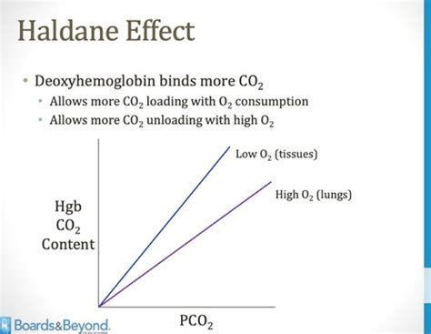 B B Carbon Dioxide Flashcards Quizlet