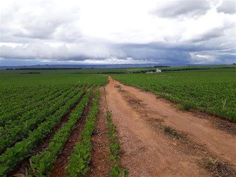 Levantamento Mostra O Uso E Cobertura Do Solo No Cerrado Notícias