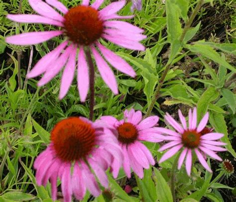 Echinacea Purpurea Magnus Kwekerij De Boever